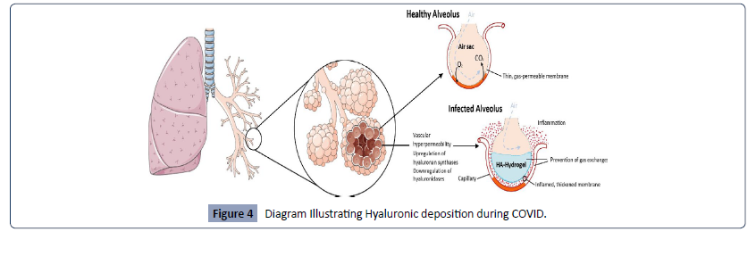 Health-Science-journal-Hyaluronic